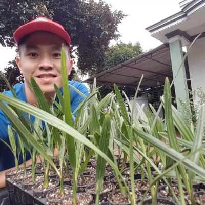 Chà là mô Barhee Vàng